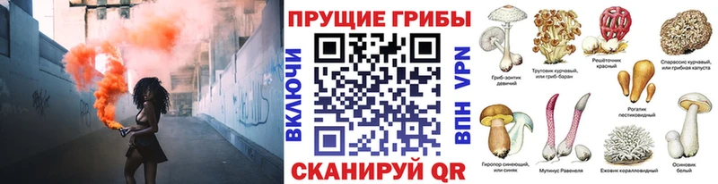 где продают Кировград Псилоцибиновые грибы Psilocybe